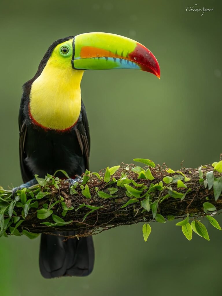 Manuel Antonio Wildlife Escape costa rica 2025#tufotonatgeoesp #tufoto #faunaiberica #bird #birdlover #bbcwildlife #bbcwildlife