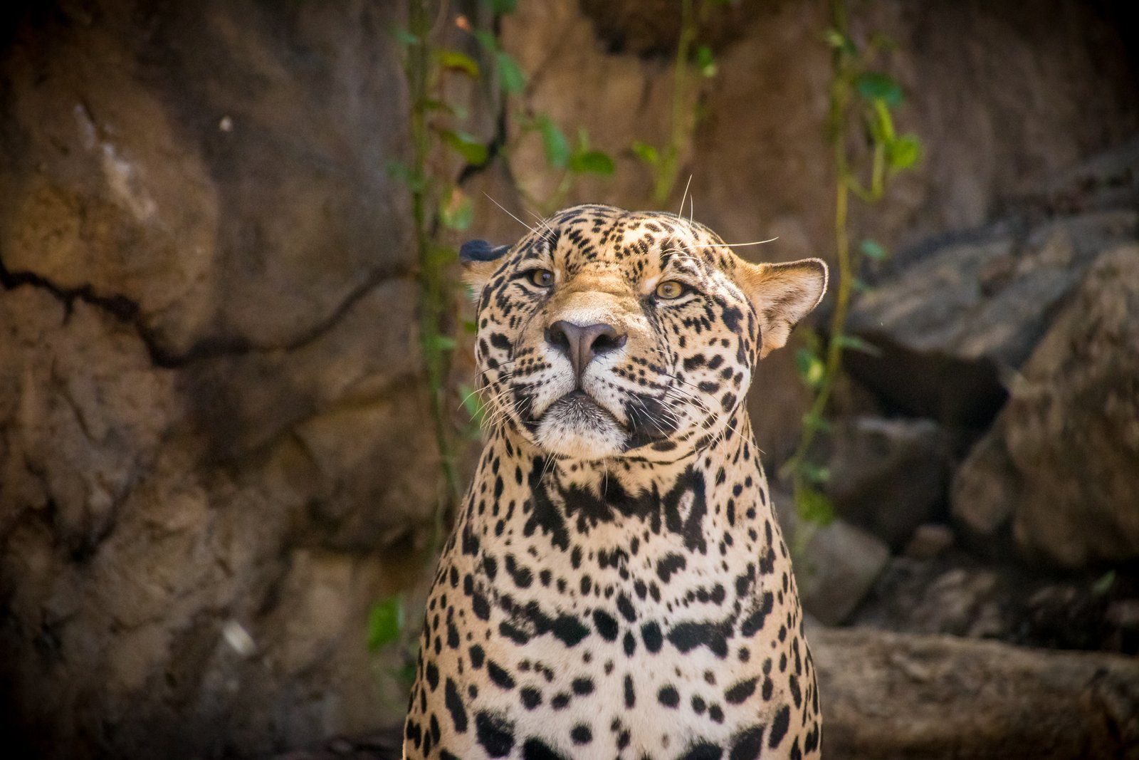 Diamante Adventure Experience in Guanacaste
