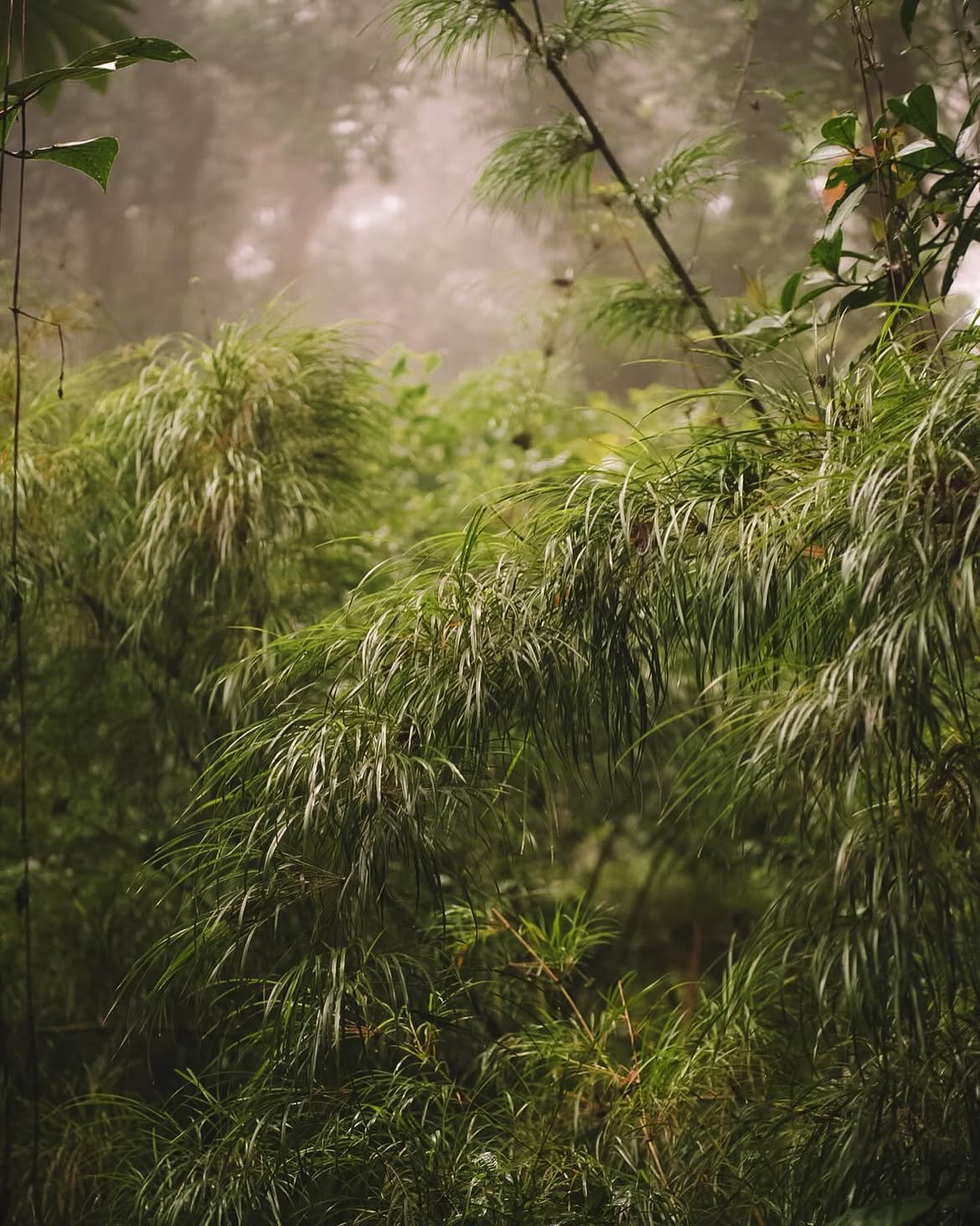 Hanging bridges in Monteverde cloud forest