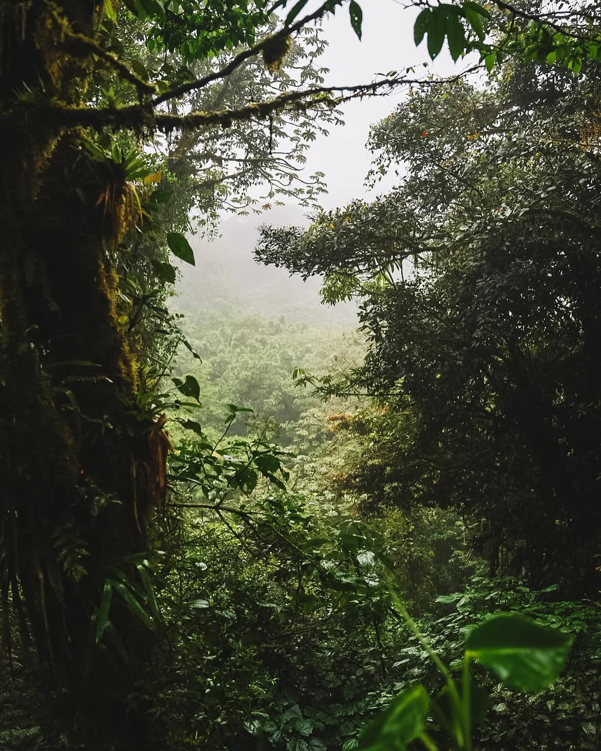 Monteverde adventure experience at Selvatura Park