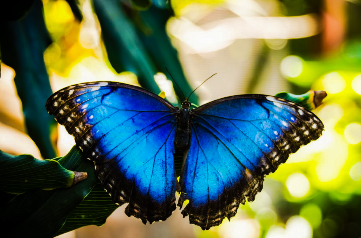 Diamante Eco Adventure Park experience