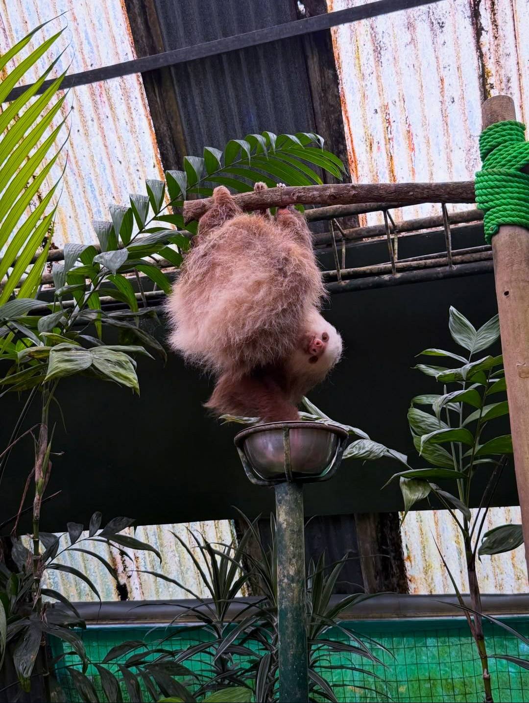 Zipline adventure at Selvatura Park Monteverde