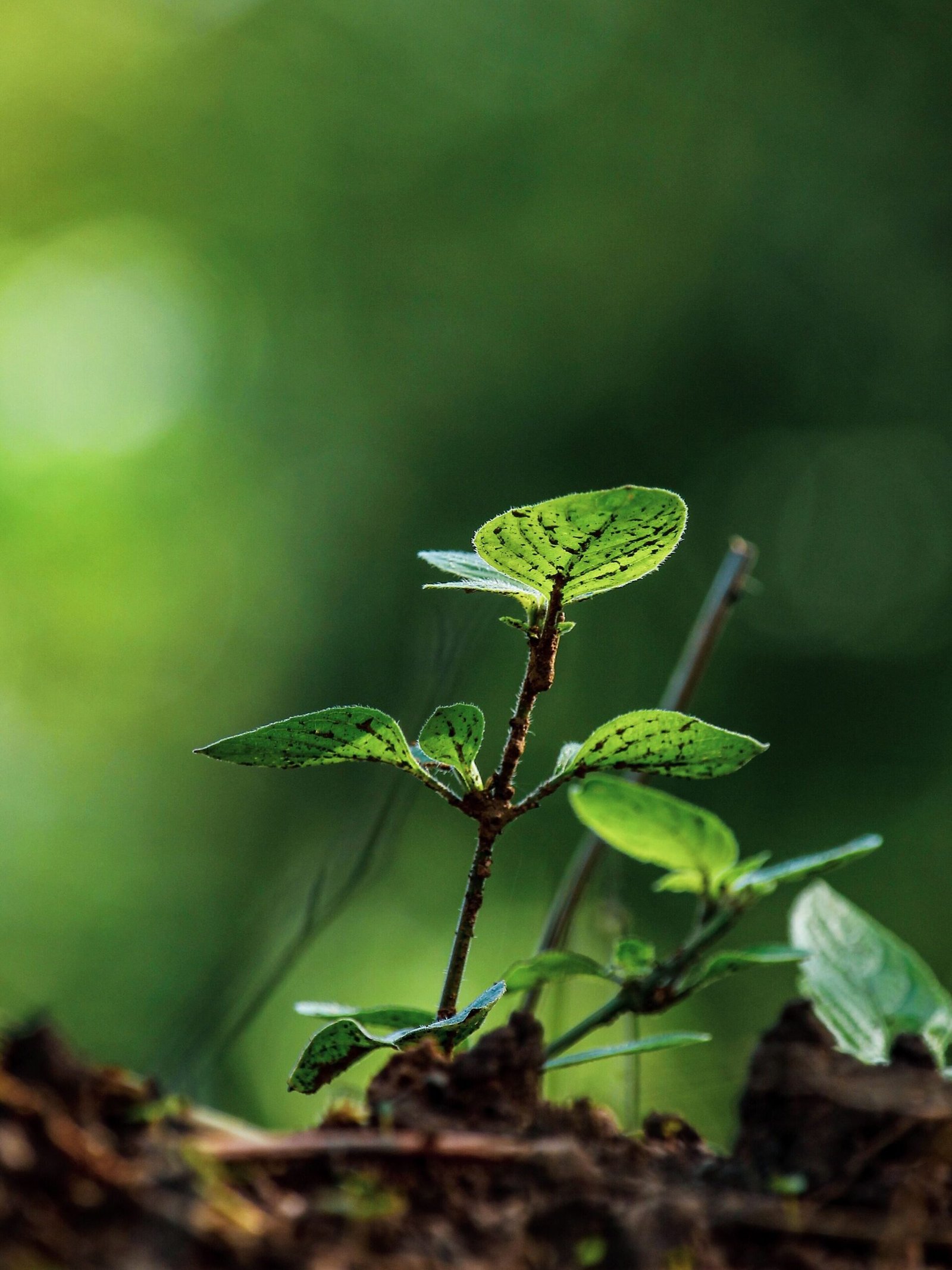 Sustainability save the planet